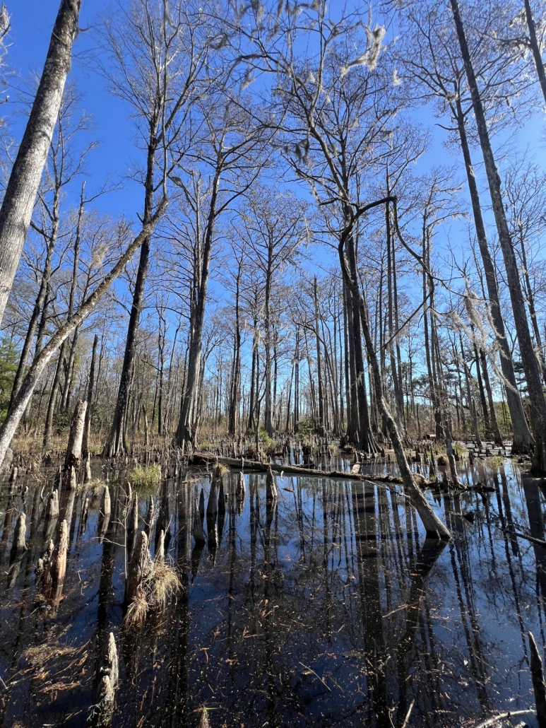 Tall Cyprees Trees in a swamp covered in Cypress knees at the end of winter so there's no leaves on the trees